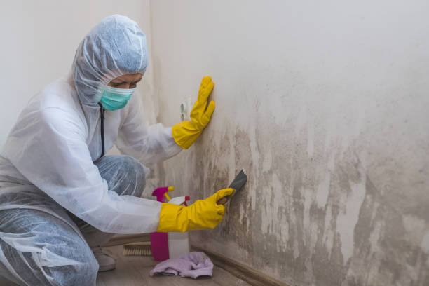 Best Attic Mold Removal  in Pearl River, NY