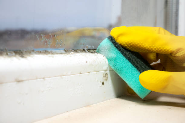 Best Black Mold Removal  in Pearl River, NY